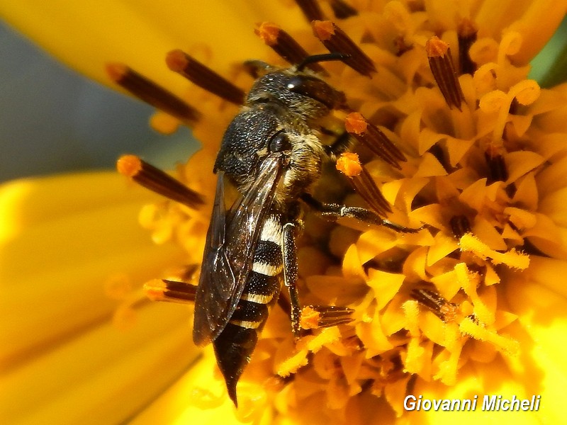 femmina di Coelioxys sp. (Apidae Megachilinae)